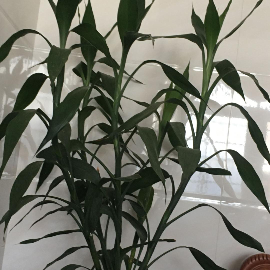 陈丽