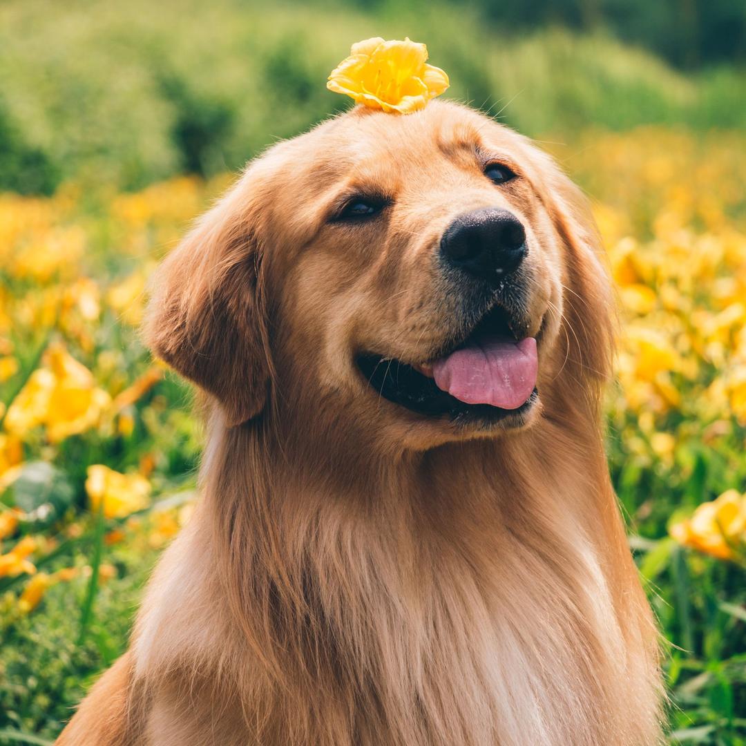 金毛多宝(沈阳训犬)