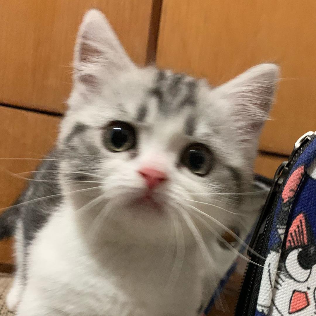 zz