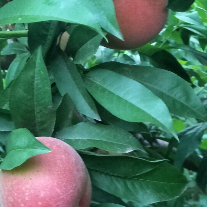 世外桃源卫星剑客