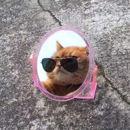 鹅鹅鹅