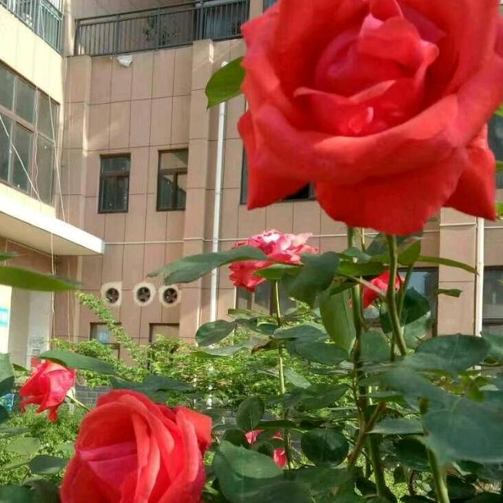 花开若相惜520