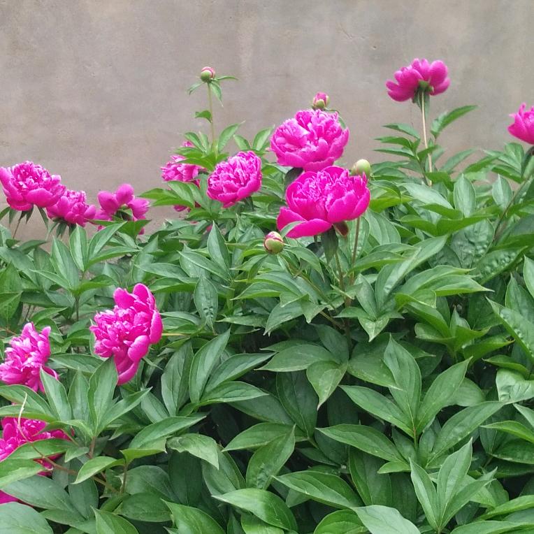 富贵花