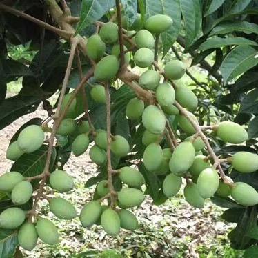 杨氏橄榄坊农场