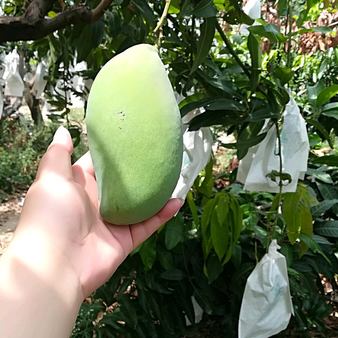 仙女落凡（陈）💖