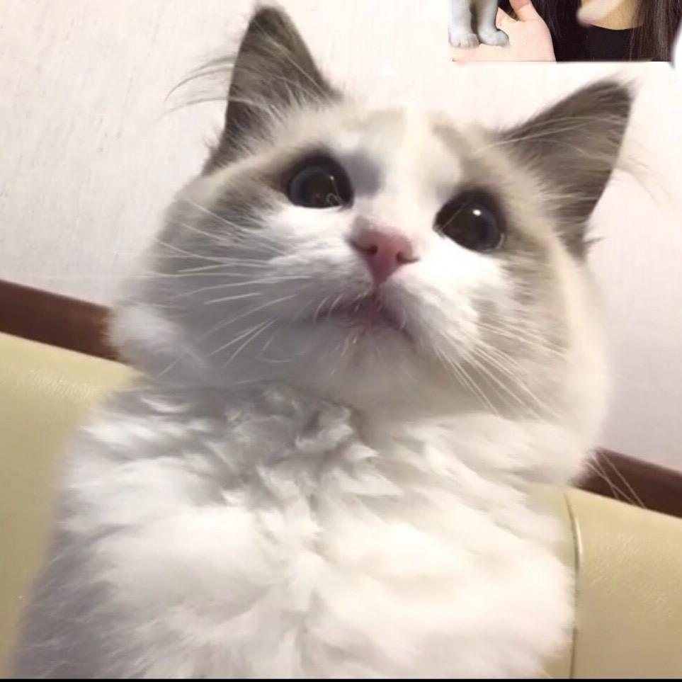 一哥你又肥了