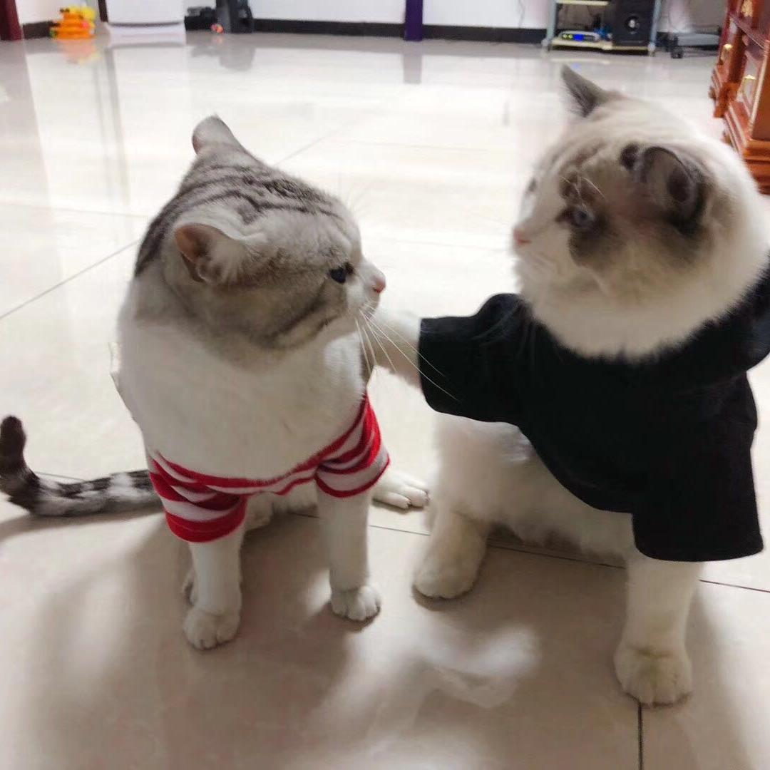 喵喵喵星人🐱