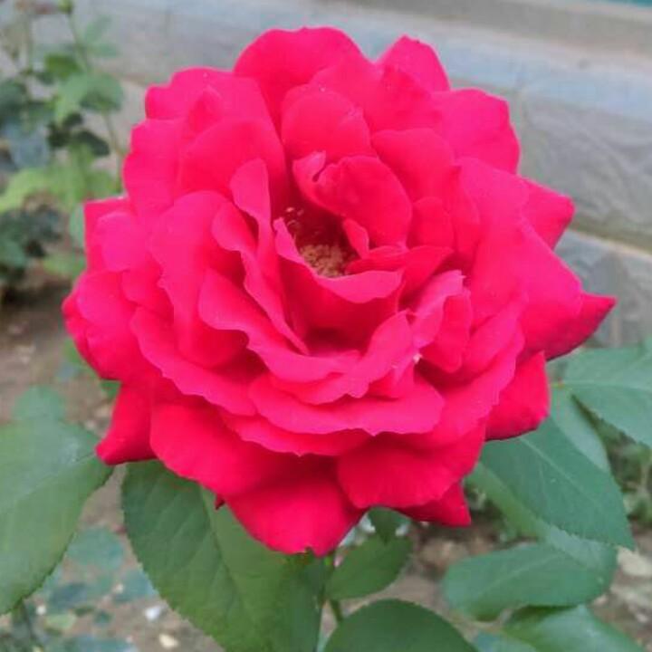 红花绿叶
