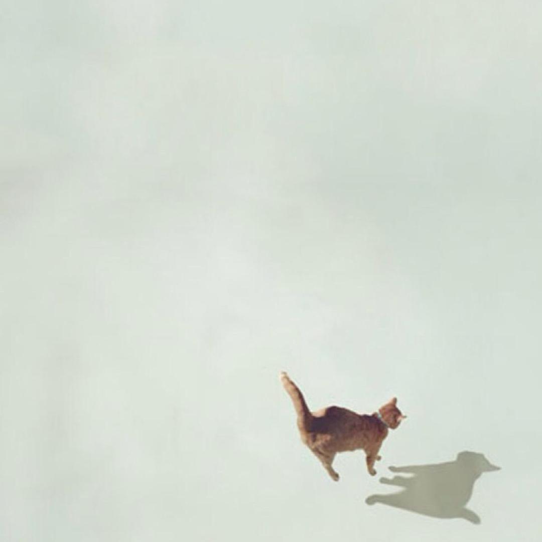 愚
