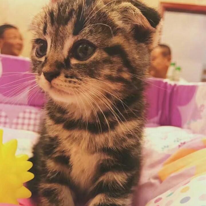 扬    子