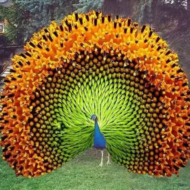 孔雀