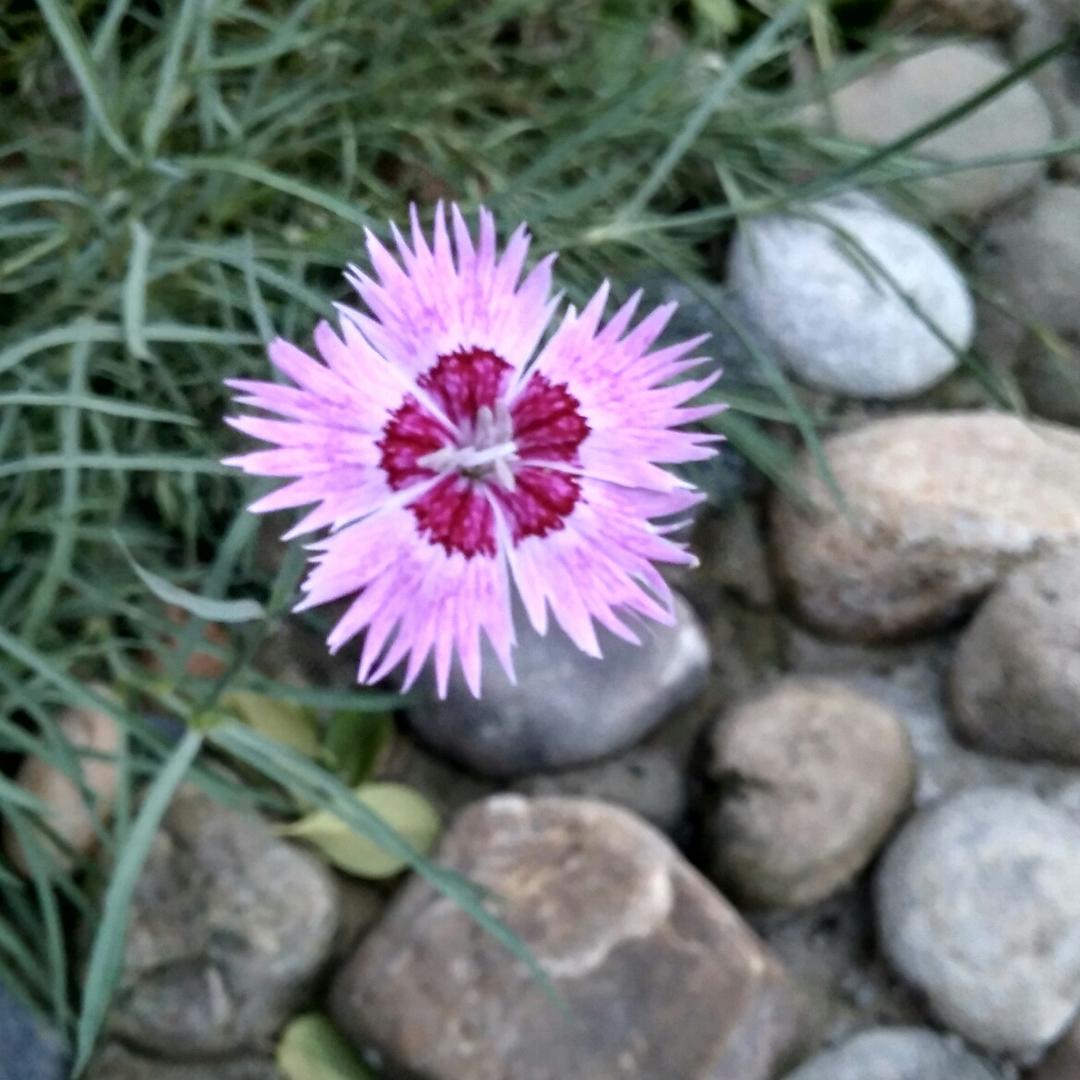 微尘๑•◡-๑)