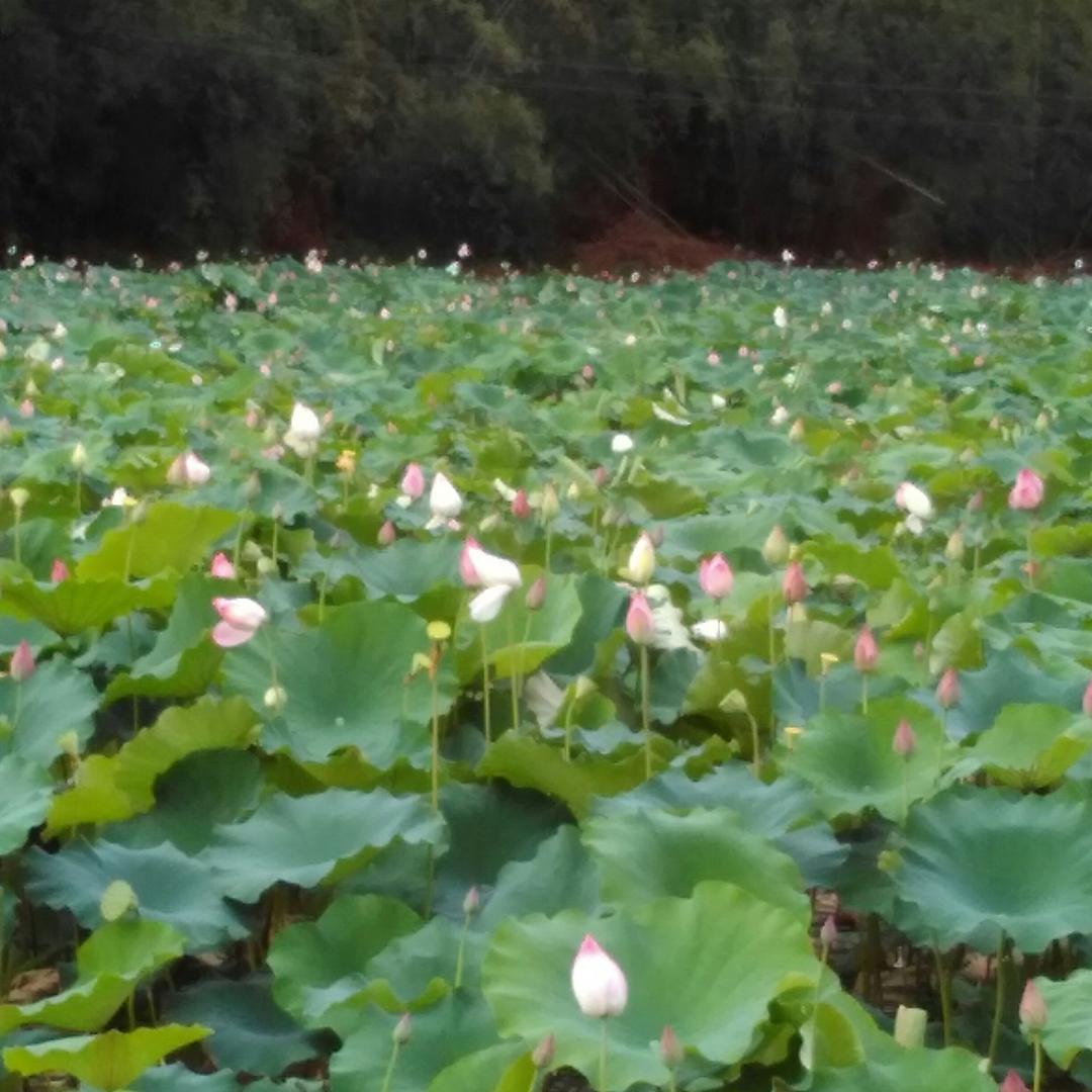 容县沙田柚王国