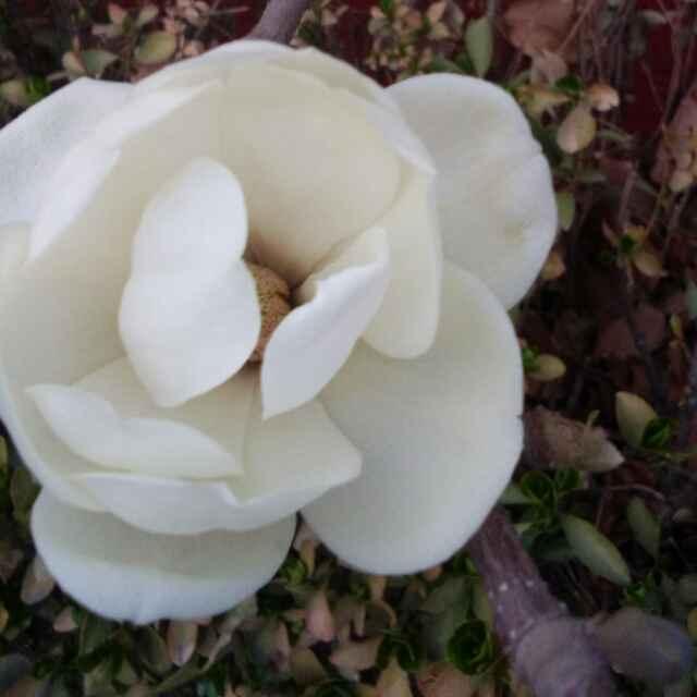 抖