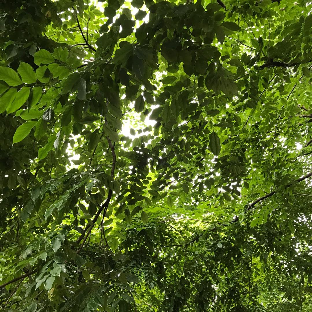 随缘惜缘不攀缘