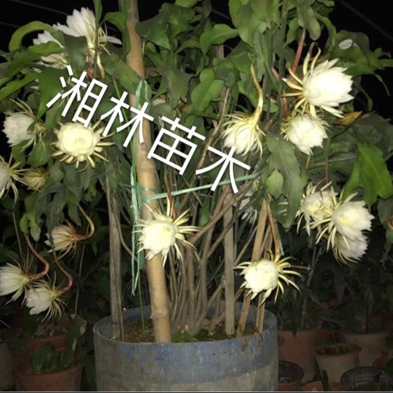 湘林苗木昙花园基地