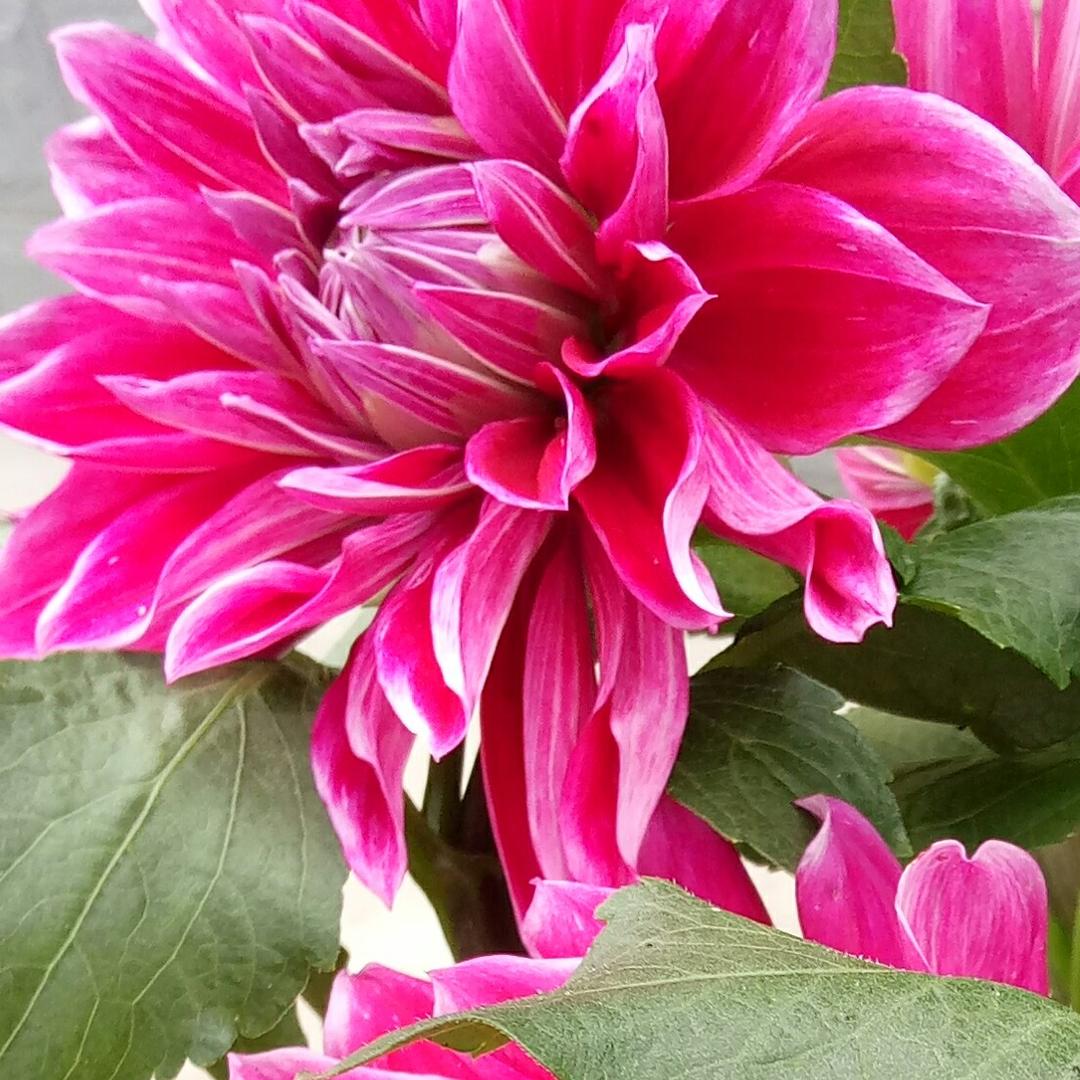 花开富贵206840