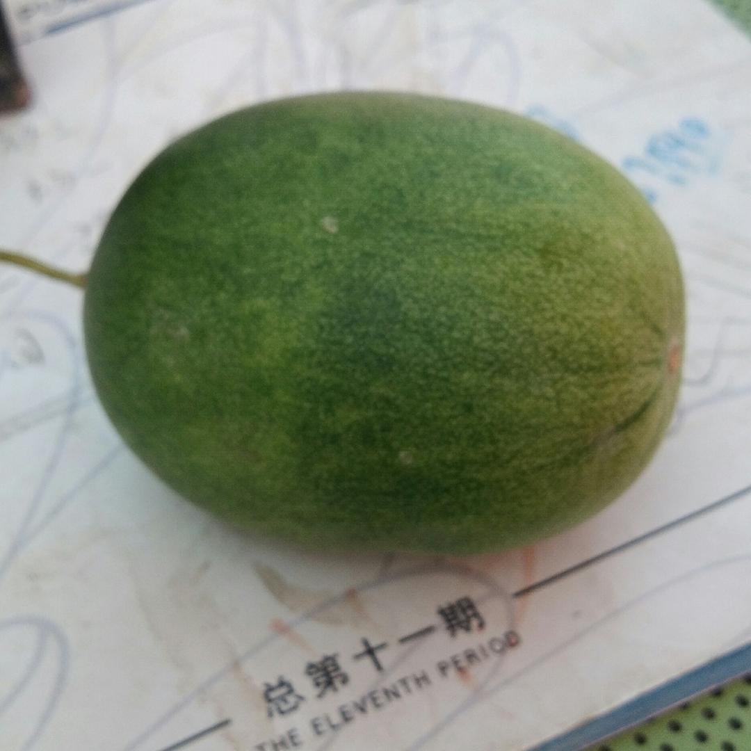 農村小香瓜