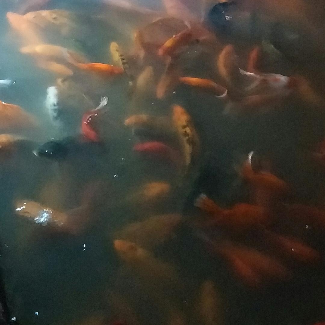 可爱小仓鼠哦