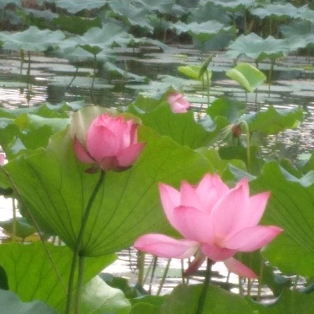 @兰花花🌸