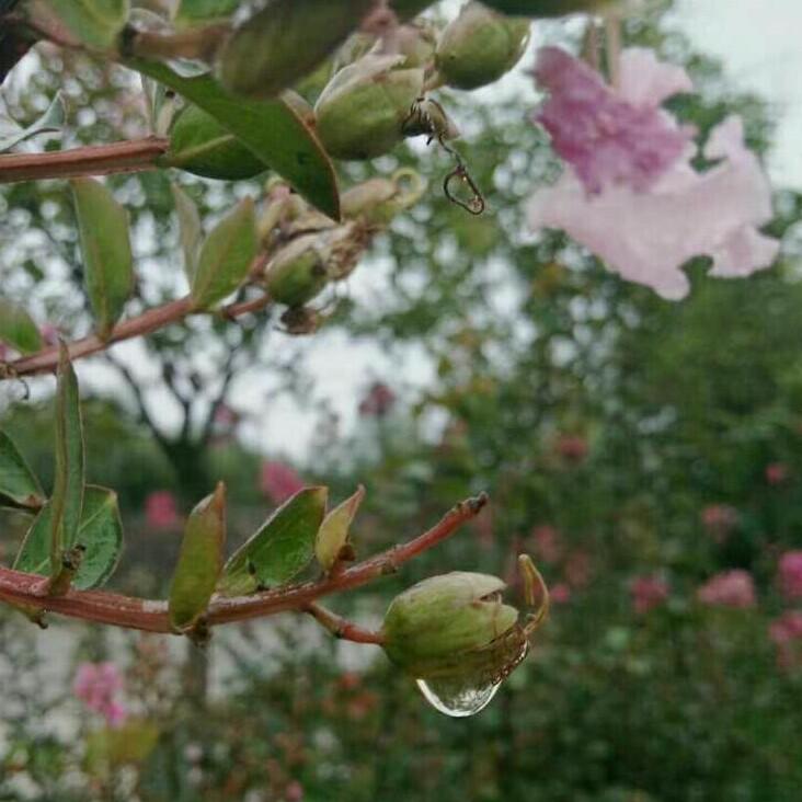 一生平安🌹🌹