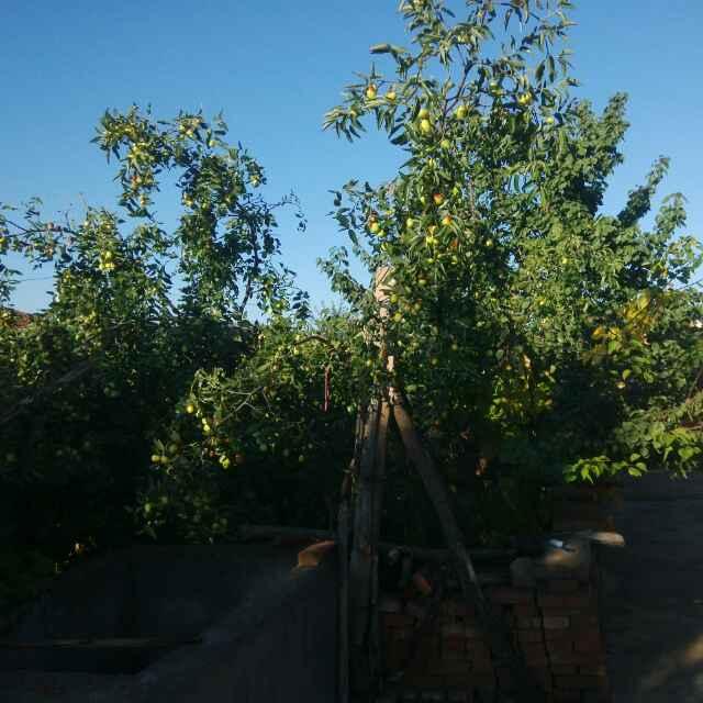 天涯