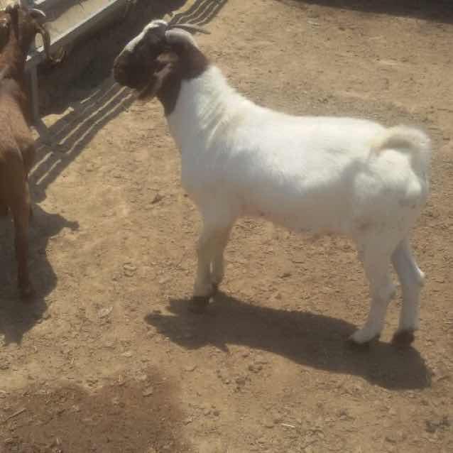 伯党徐家鲜羊肉