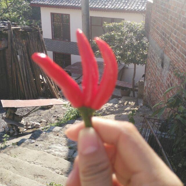梦中的蝴蝶