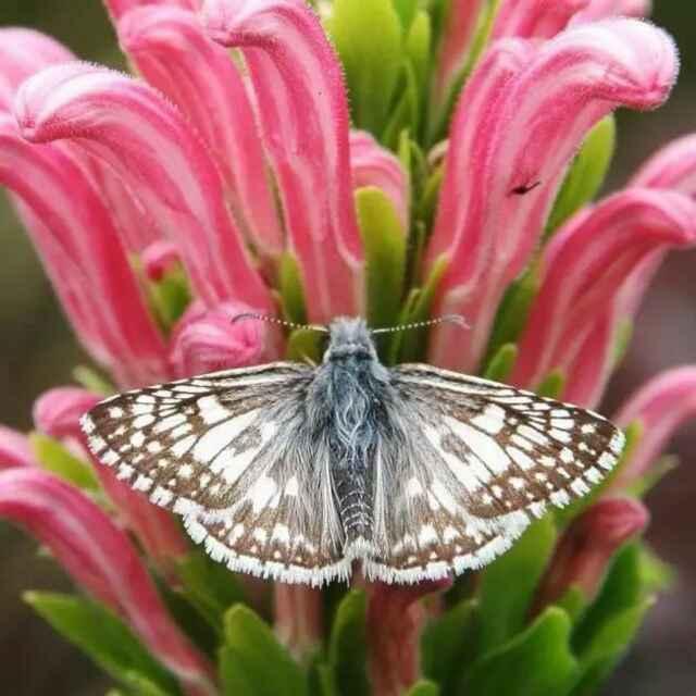 花开不见花
