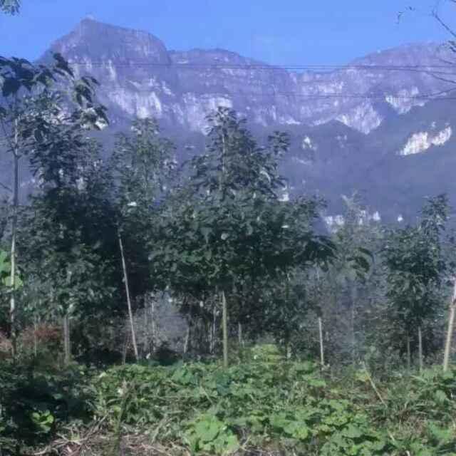 伤心：：：杨三弟