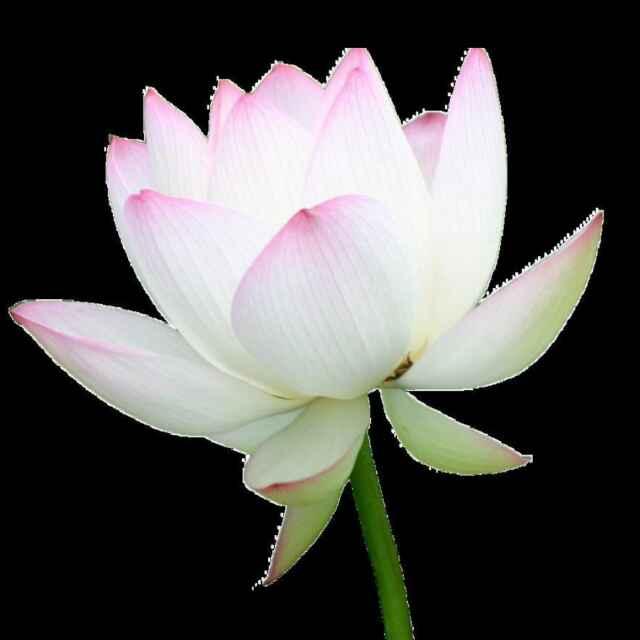 喵顺宠物臻选阁