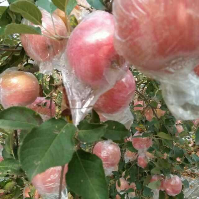 一生平安_23713点赞比回拒接私聊