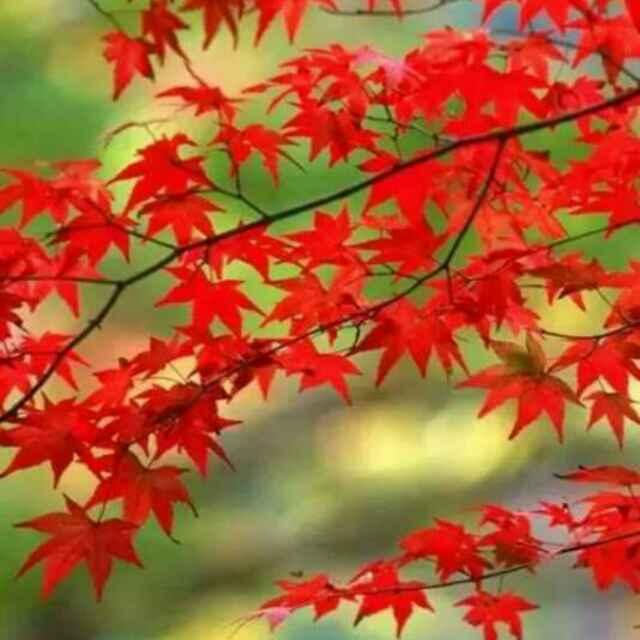 广红