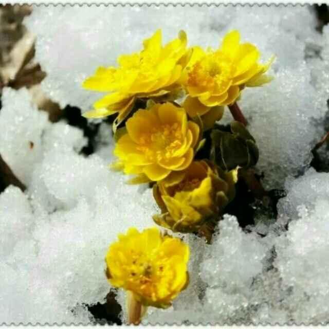 冰凌花_244273049