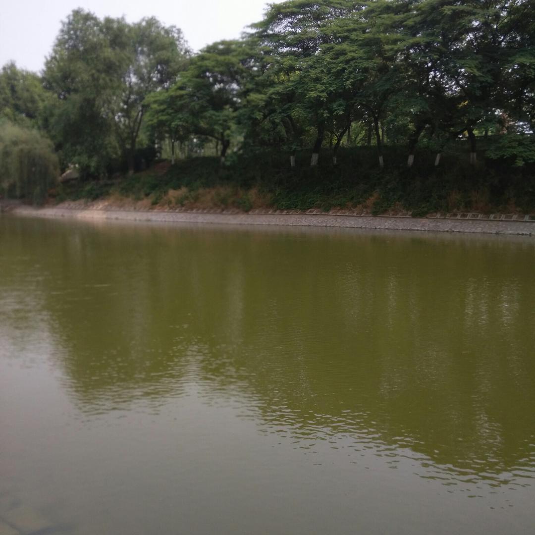 杨翠敏