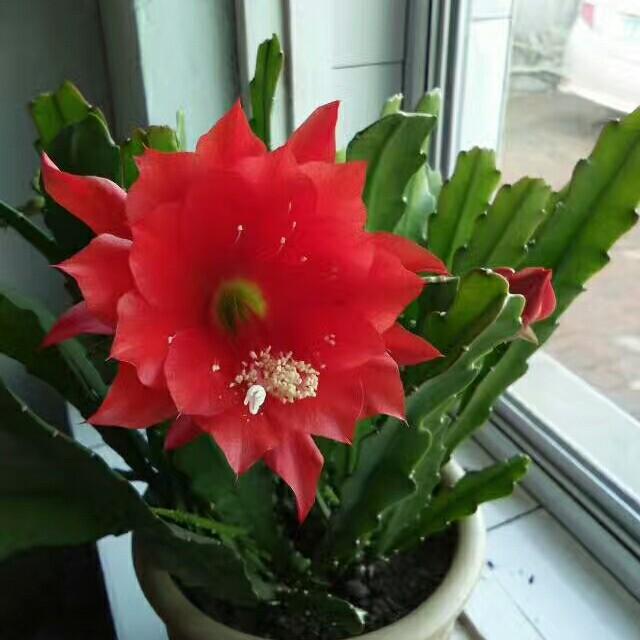 🌸草世界