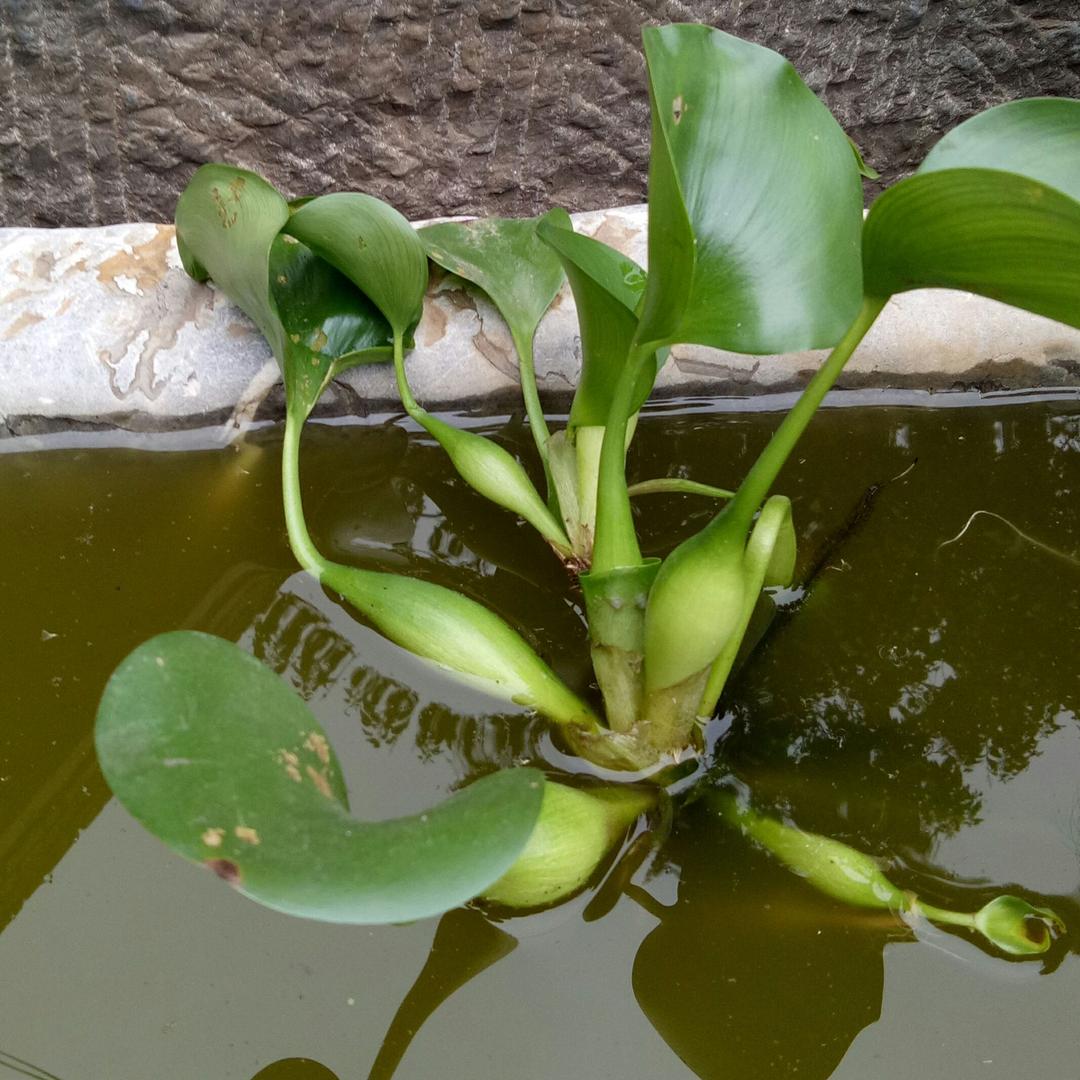 水仙葫芦