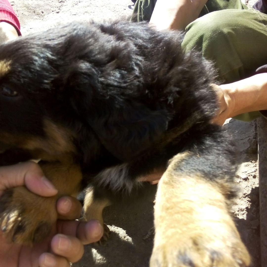 情有所归剑齿虎