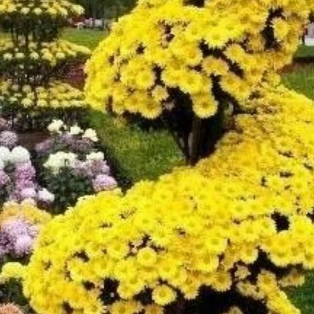 🌹🌹🌹萍🌹🌹