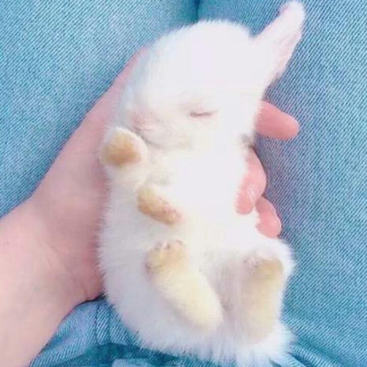西茗