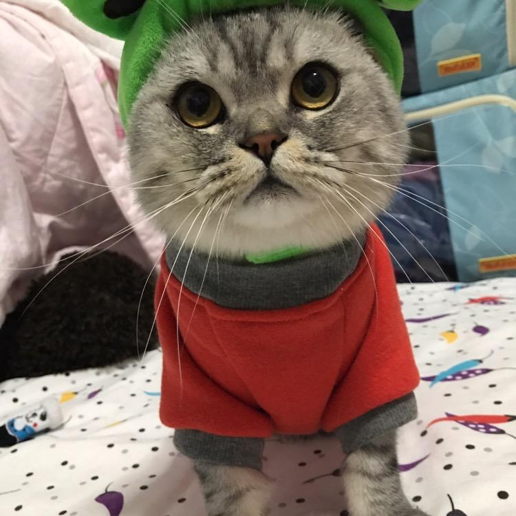 虫虫是只猫✨