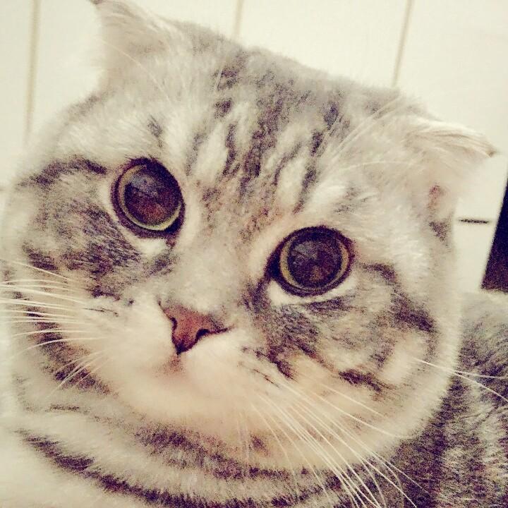 喵大人🐱喵公馆