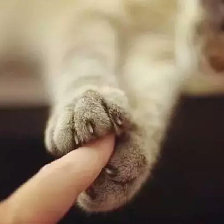 招财猫💴