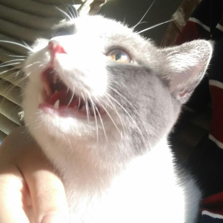 丸子