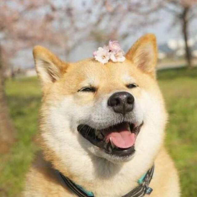 段小段