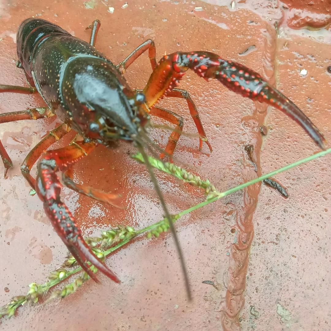 狼迹_2257137