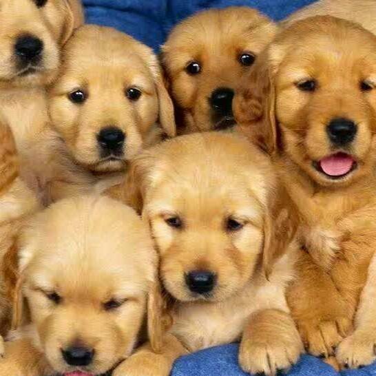 凌源双胞胎犬舍