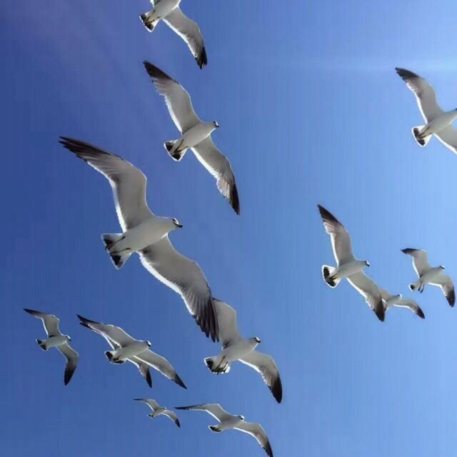 魅影之魂