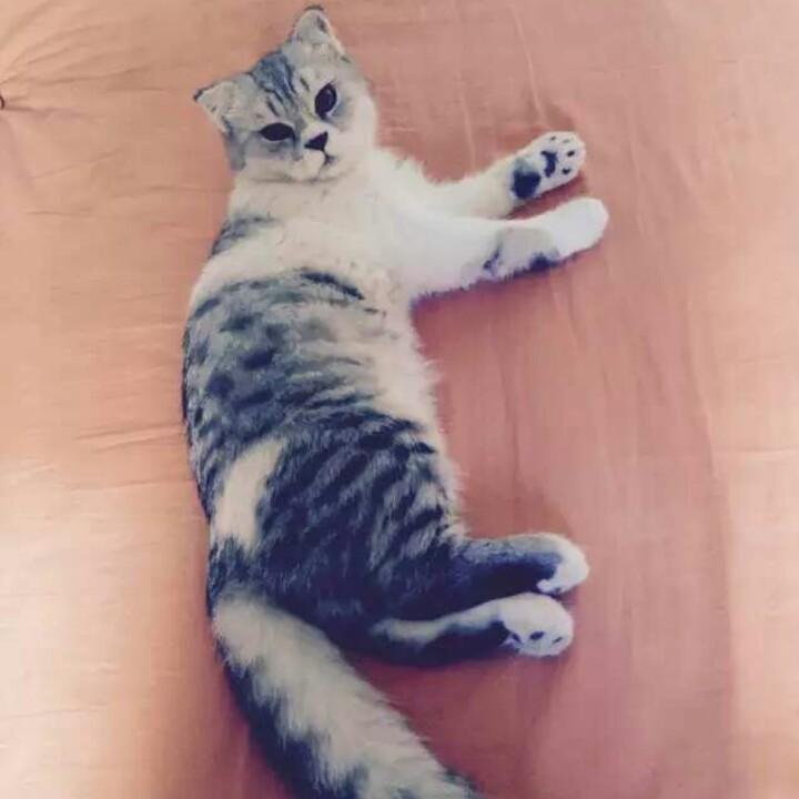 叮叮猫