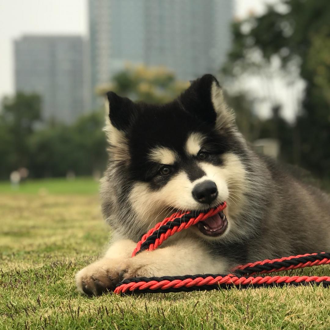 比格格雷沃夫🐺